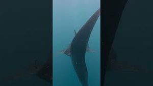Video post by @bbcearth on YouTube