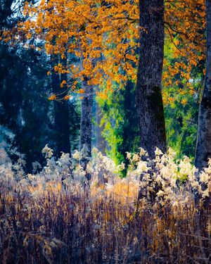 Image post by @cristan.nature.photography on Instagram