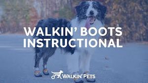 Video post by @walkinpets on YouTube