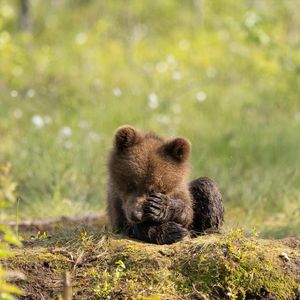 Image post by @animalplanet on Instagram