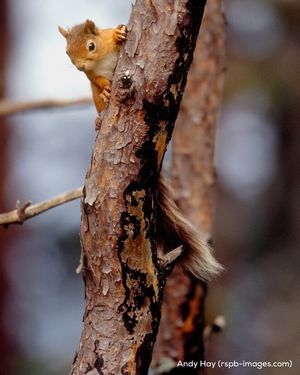 Image post by @rspb on Instagram