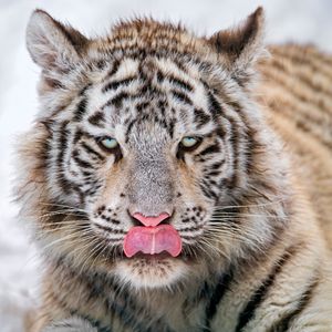 Image post by @discovery on Instagram