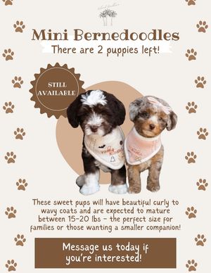 Image post by @island.doodles904 on Instagram