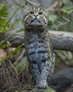Image post by @sandiegozoo on Instagram