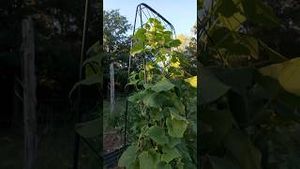 Video post by @bettertogetherlife on YouTube