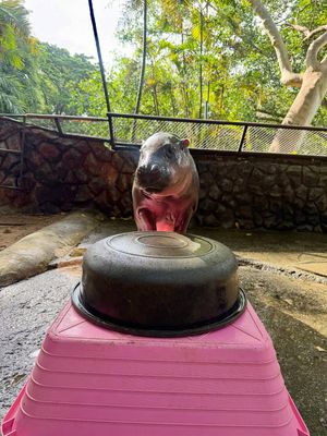 Image post by @khamoo.andthegang on Instagram