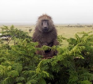 Image post by @bbcearth on Instagram