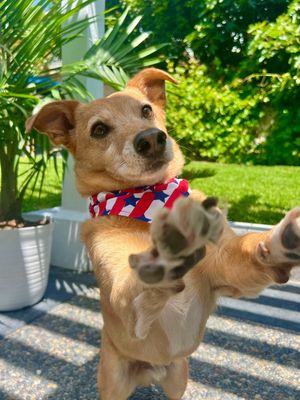 Video post by @petco on TikTok