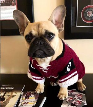 Image post by @arizonacoyotes on Instagram
