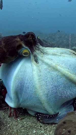 Video post by @bbcearth on TikTok