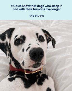 Image post by @solidgoldpets on Instagram