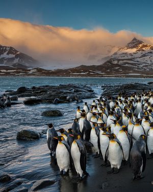 Image post by @paulnicklen on Instagram