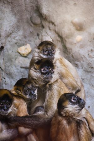 Image post by @bhamzoo on Instagram