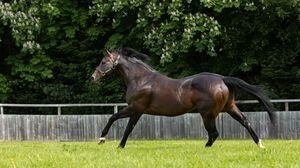 Image post by @juddmonte on Instagram