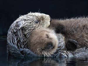 Image post by @animalplanet on Instagram