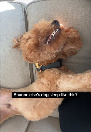 Video post by @tedflixnchill on TikTok