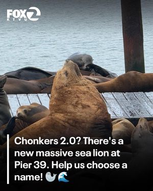 Video post by @ktvu2 on TikTok