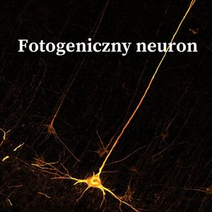 Image post by @neurochirurg_litak on Instagram