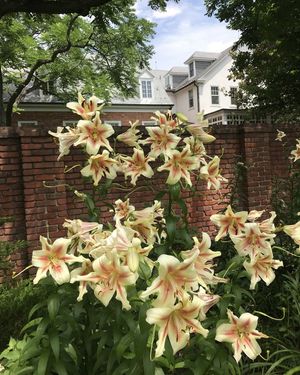 Image post by @ahs_gardening on Instagram