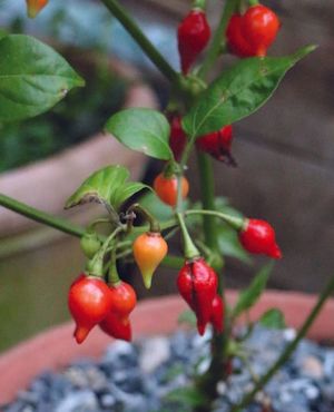 Image post by @ahs_gardening on Instagram