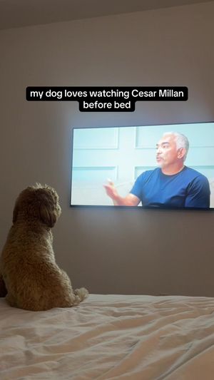 Video post by @tedflixnchill on TikTok