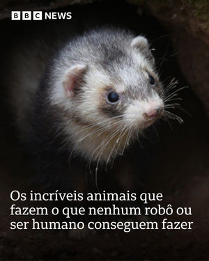 Image post by @bbcbrasil on Instagram