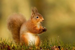 Image post by @rspb on Instagram