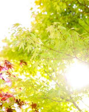 Image post by @rogersgardens on Instagram