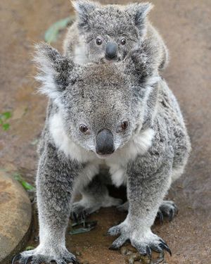 Image post by @sandiegozoo on Instagram