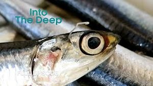 Video post by @bbcearth on YouTube