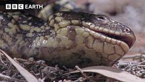 Video post by @bbcearth on YouTube