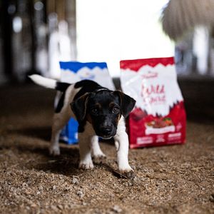 Image post by @triumphpetfood on Instagram