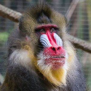 Image post by @sandiegozoo on Instagram