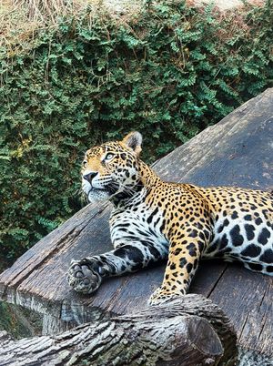 Image post by @bhamzoo on Instagram
