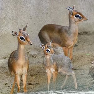 Image post by @sandiegozoo on Instagram