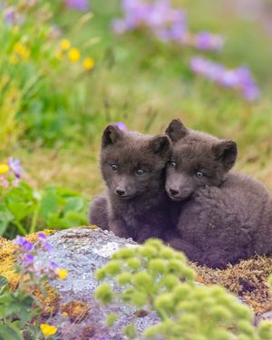 Image post by @animalplanet on Instagram
