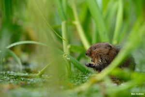 Image post by @rspb on Instagram