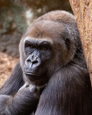 Image post by @thetorontozoo on Instagram