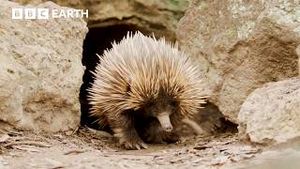 Video post by @bbcearth on YouTube