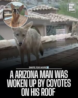 Image post by @downinnadesert on Instagram