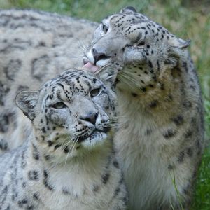 Image post by @sandiegozoo on Instagram