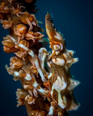 Image post by @Discovery on Twitter
