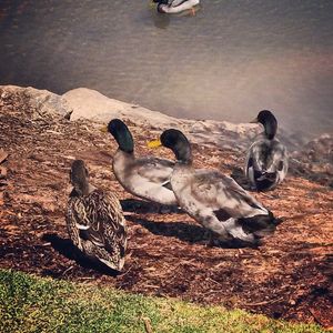 Image post by @hamptongvilledt on Instagram