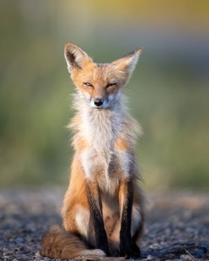 Image post by @Discovery on Twitter