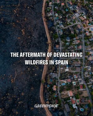 Image post by @greenpeace on Instagram