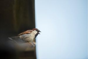 Image post by @rspb on Instagram