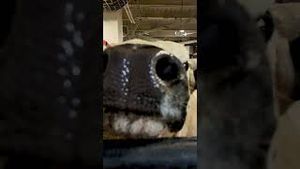 Video post by @pbr on YouTube