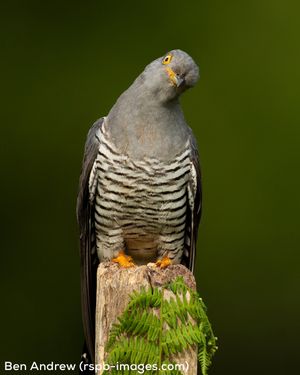Image post by @rspb on Instagram