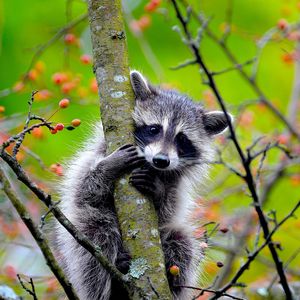 Image post by @animalplanet on Instagram