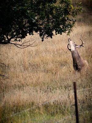 Image post by @realtreeoutdoors on Instagram